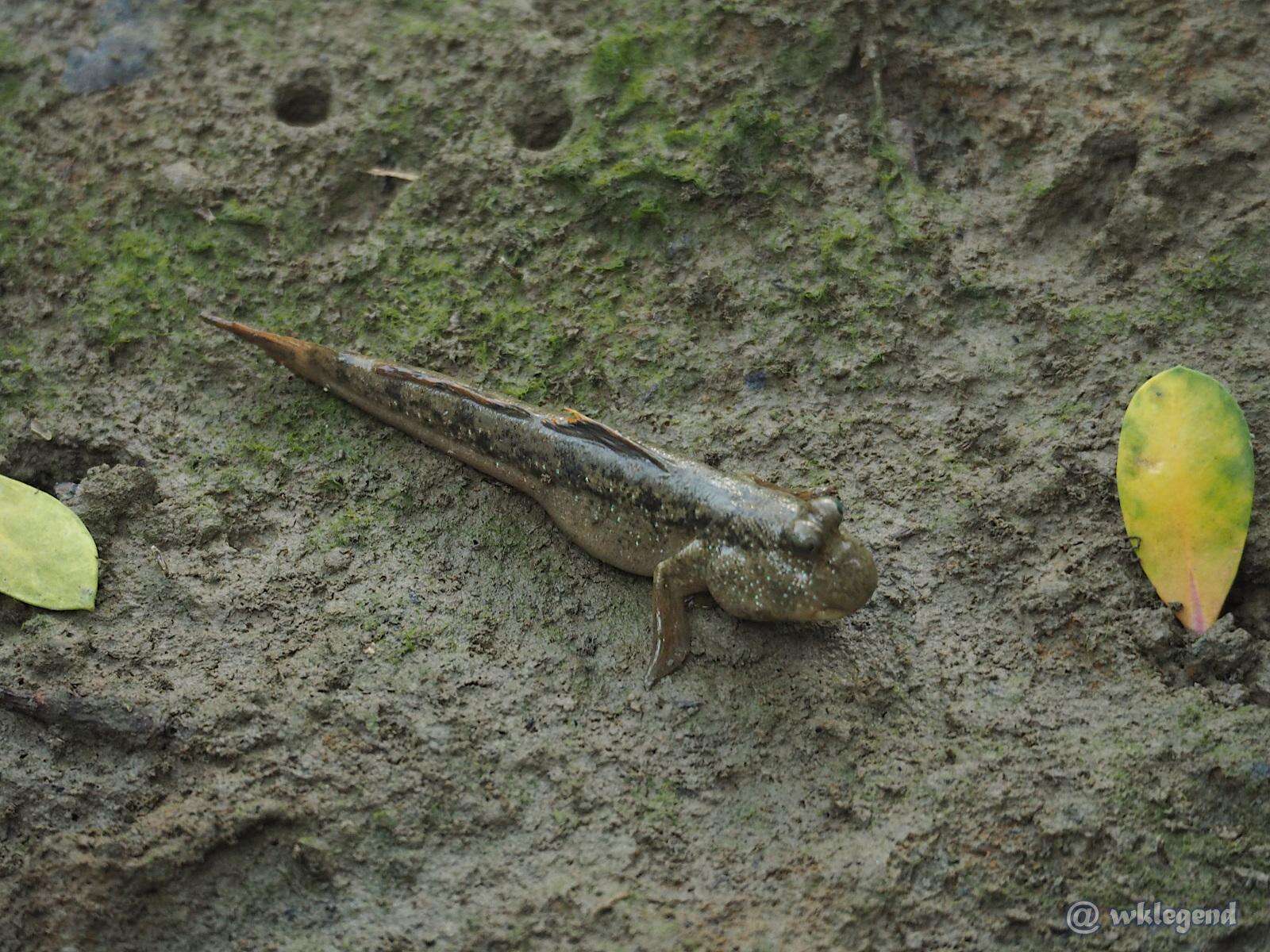 Image of Periophthalmus magnuspinnatus Lee, Choi & Ryu 1995