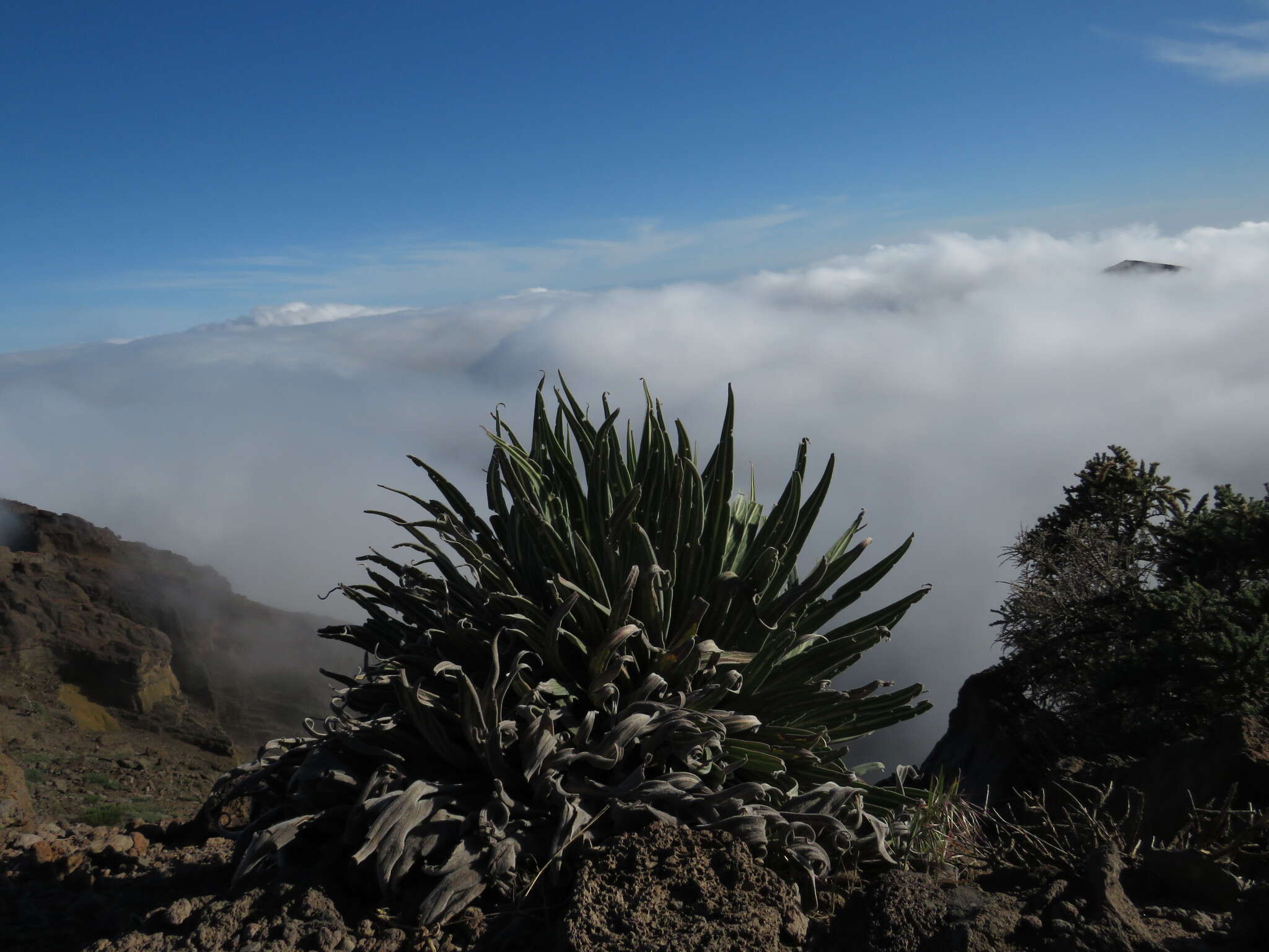 Image of <i>Echium perezii</i> Sprague