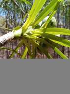 Image of Pandanus oligocarpus Martelli