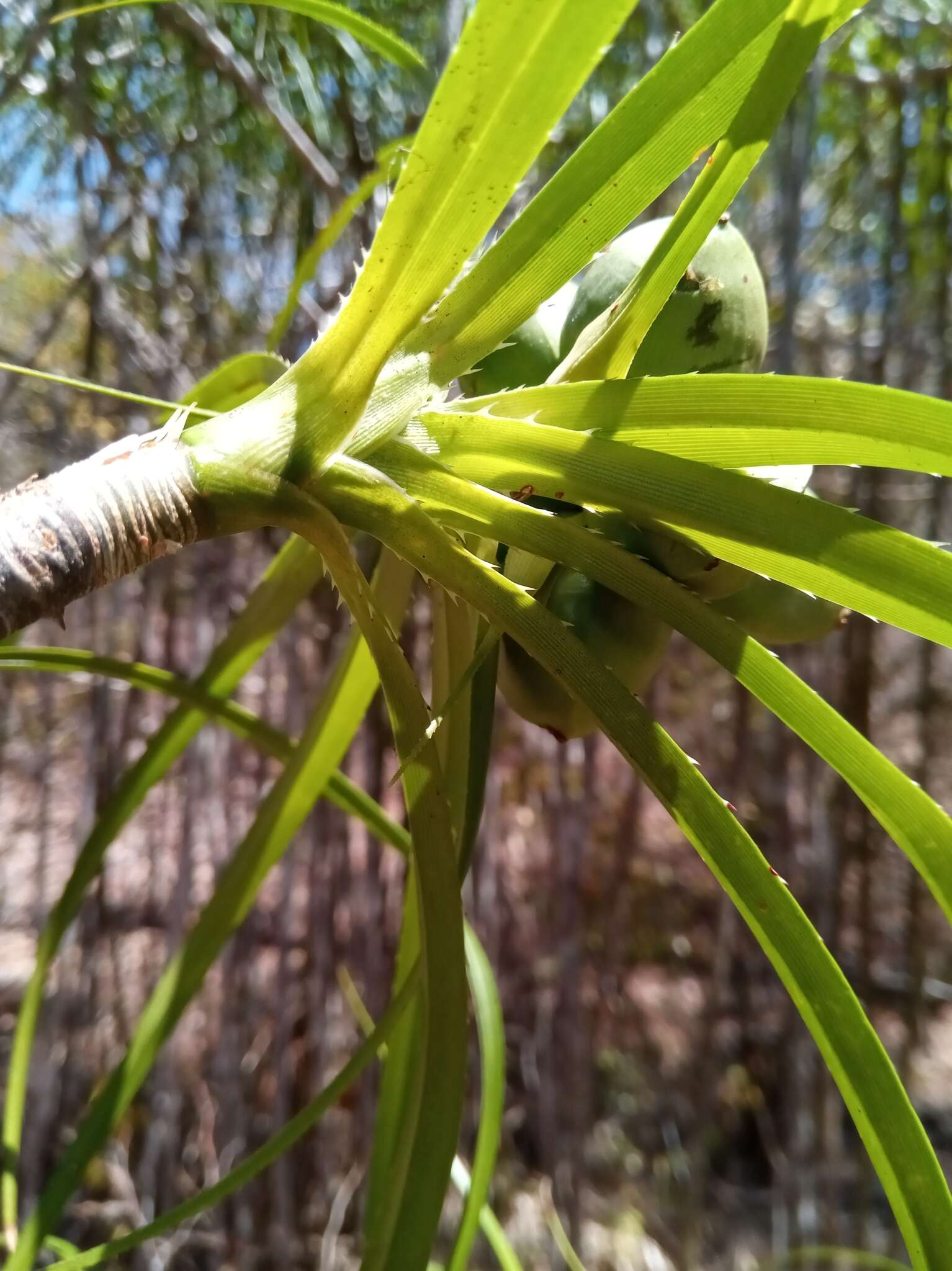 Image of Pandanus oligocarpus Martelli