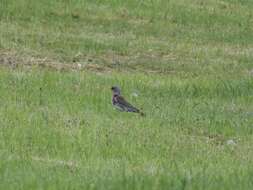 Image of Fieldfare