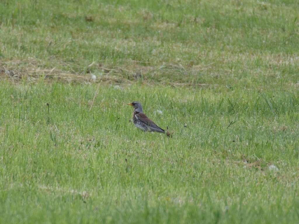 Image of Fieldfare