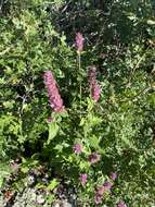 Imagem de Agastache pallidiflora (A. Heller) Rydb.