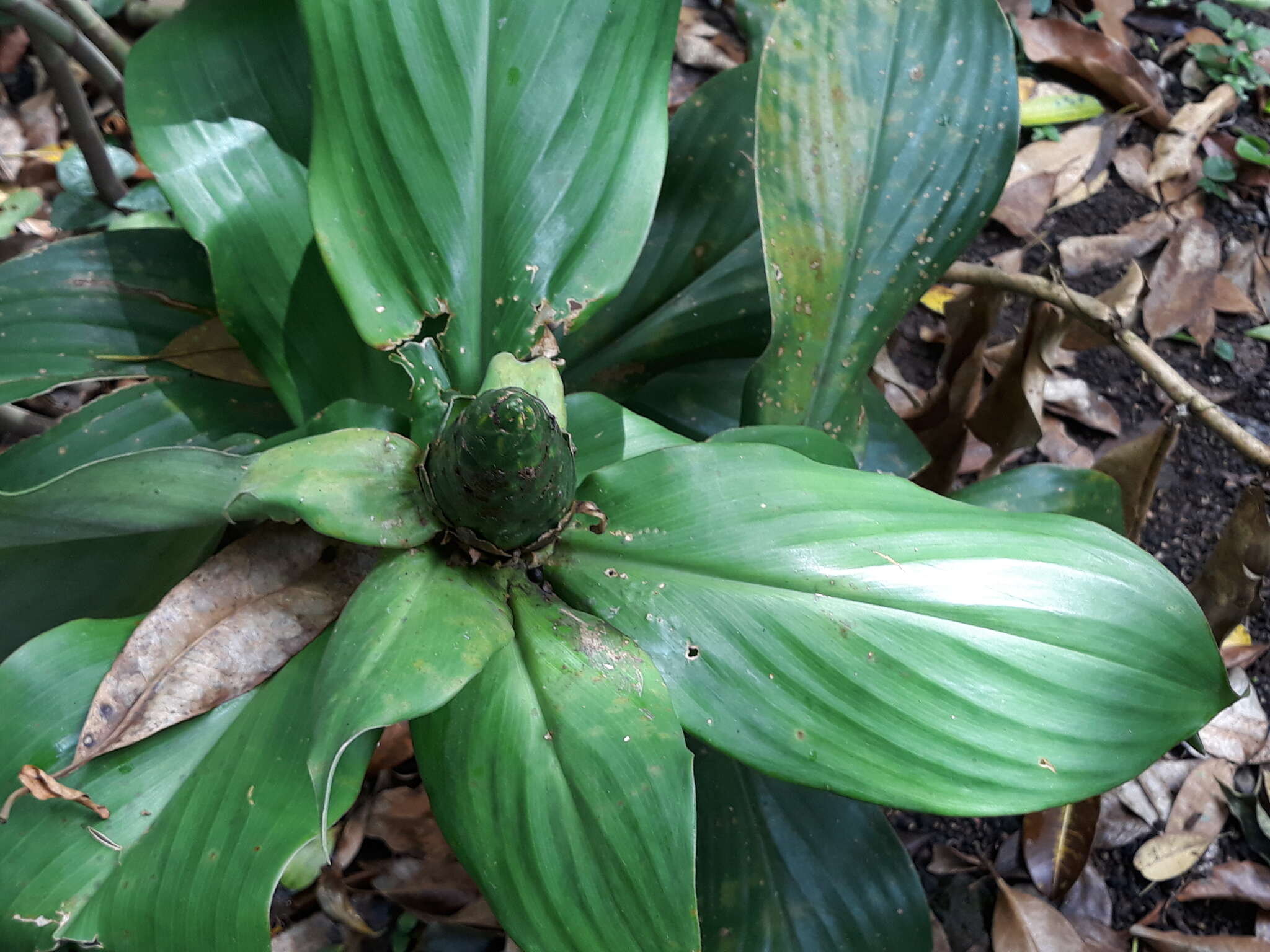 Imagem de Costus dirzoi García-Mend. & G. Ibarra