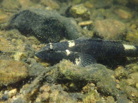 Image de Psammogobius