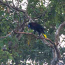 Image of Black Oropendola