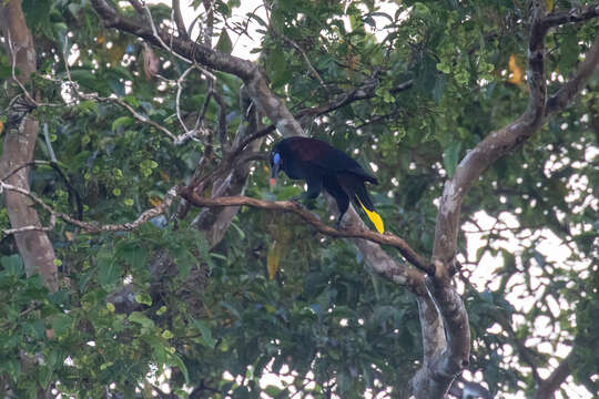 Psarocolius guatimozinus (Bonaparte 1853)的圖片