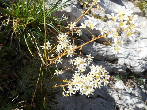 Sivun Saxifraga crustata Vest kuva