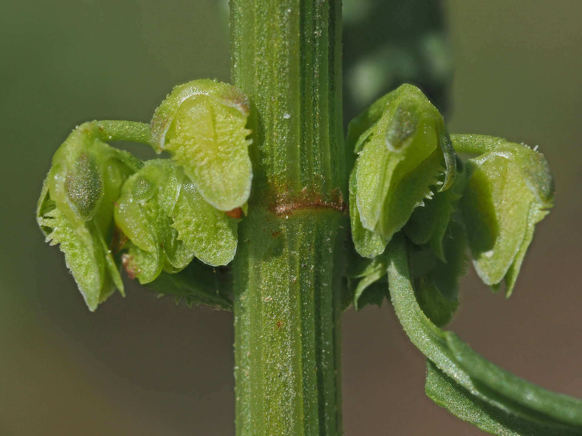 Image of Rumex pulcher subsp. woodsii (De Not.) Arcangeli