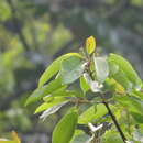 Image of Wild avocado