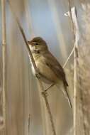 Image of Eurasian Reed Warbler