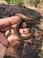 Image of Shorthead Garter Snake