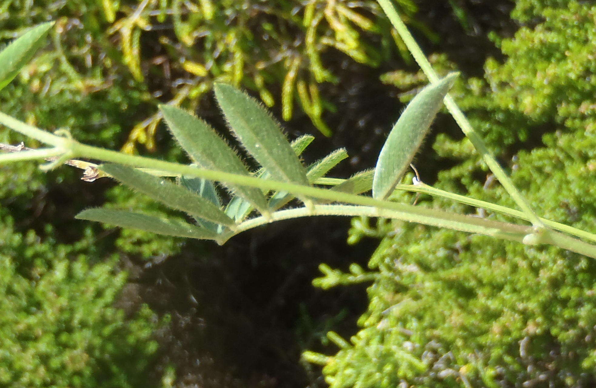 Image of <i>Tephrosia capensis</i> var. <i>hirsuta</i> Harv.