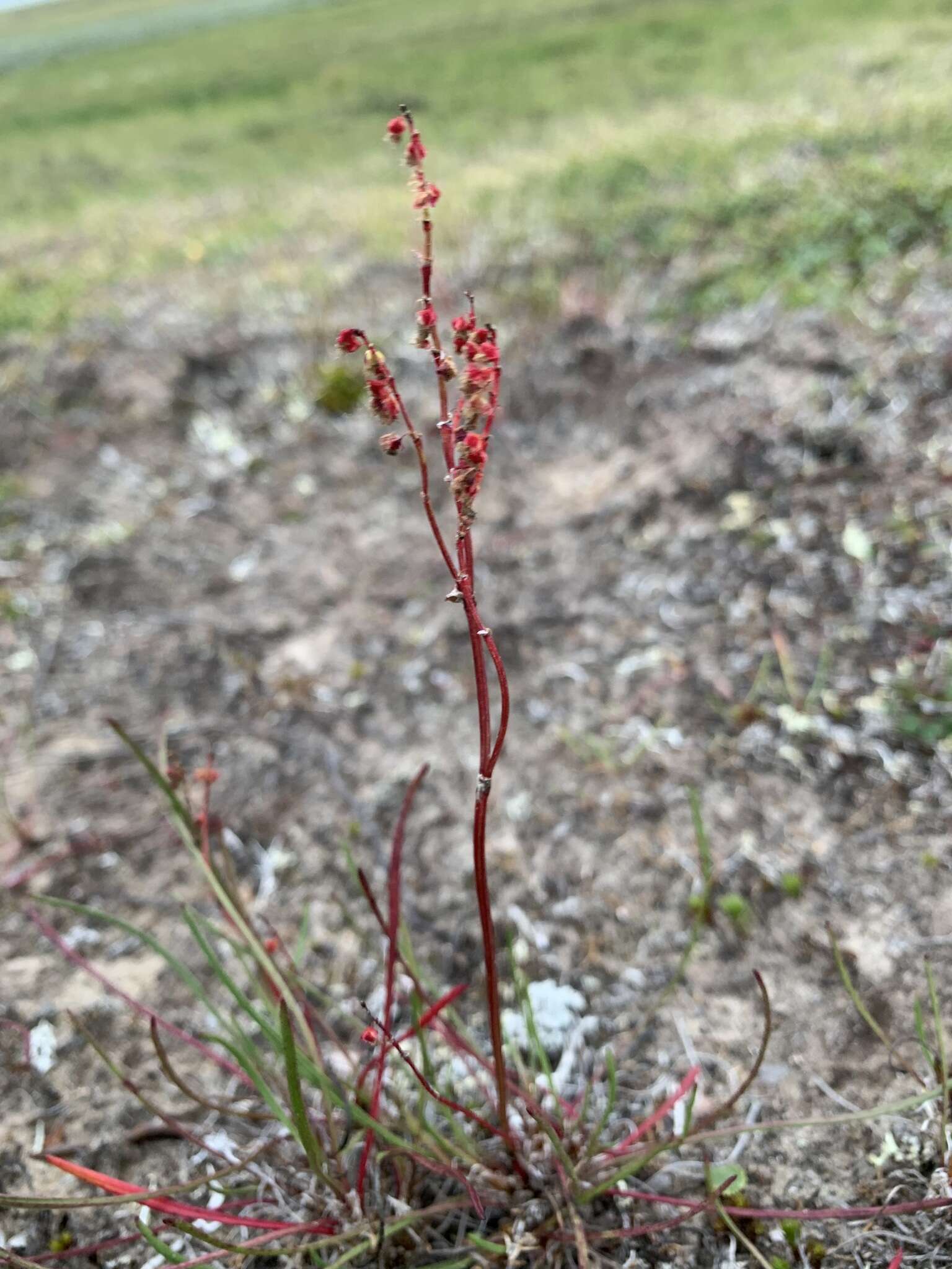 Rumex graminifolius Georgi ex Lambert的圖片