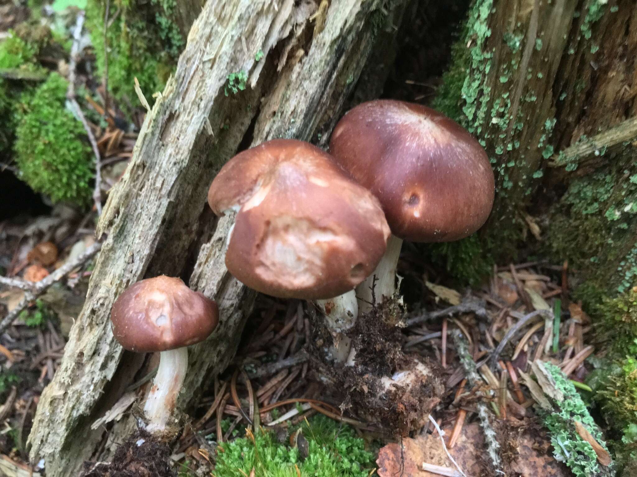 Image of Rhodocollybia prolixa var. distorta (Fr.) Antonín, Halling & Noordel.