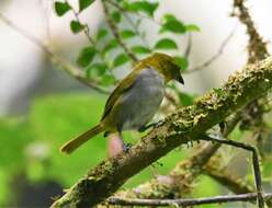 Image of Yellow-throated Bush Tanager