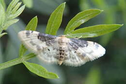 Image of Idaea filicata Hübner 1798