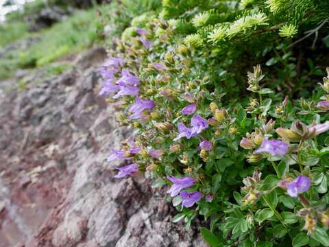 Image of rocky ledge penstemon