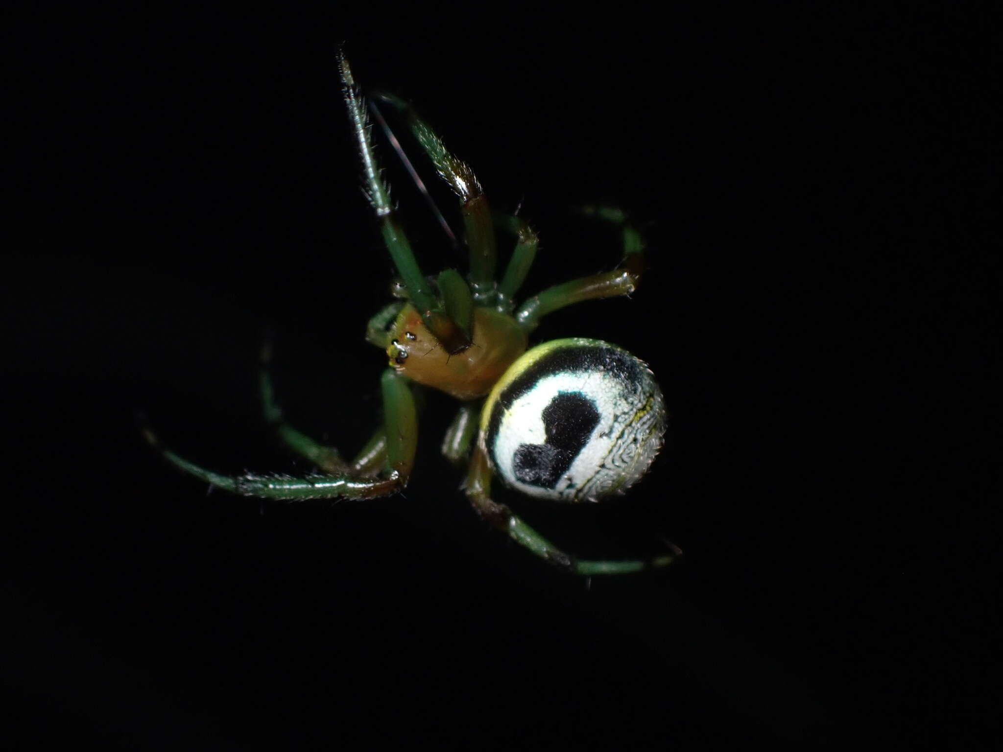 Image of Bijoaraneus mitificus