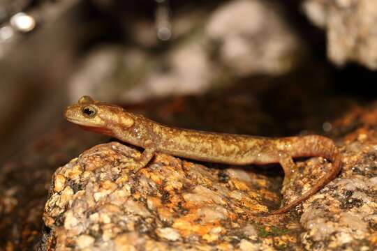 Image of Corsican Brook Salamander