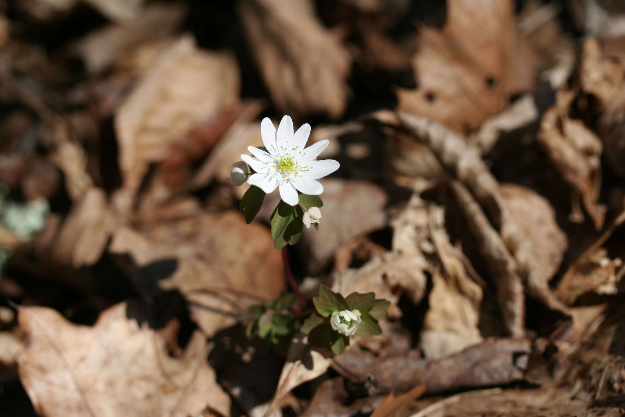 Image of Rue-Anemone