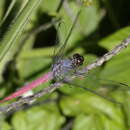 Image of Rosy Skimmer