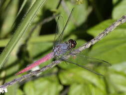 Image of Rosy Skimmer