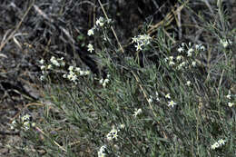 Plancia ëd Amsonia palmeri A. Gray