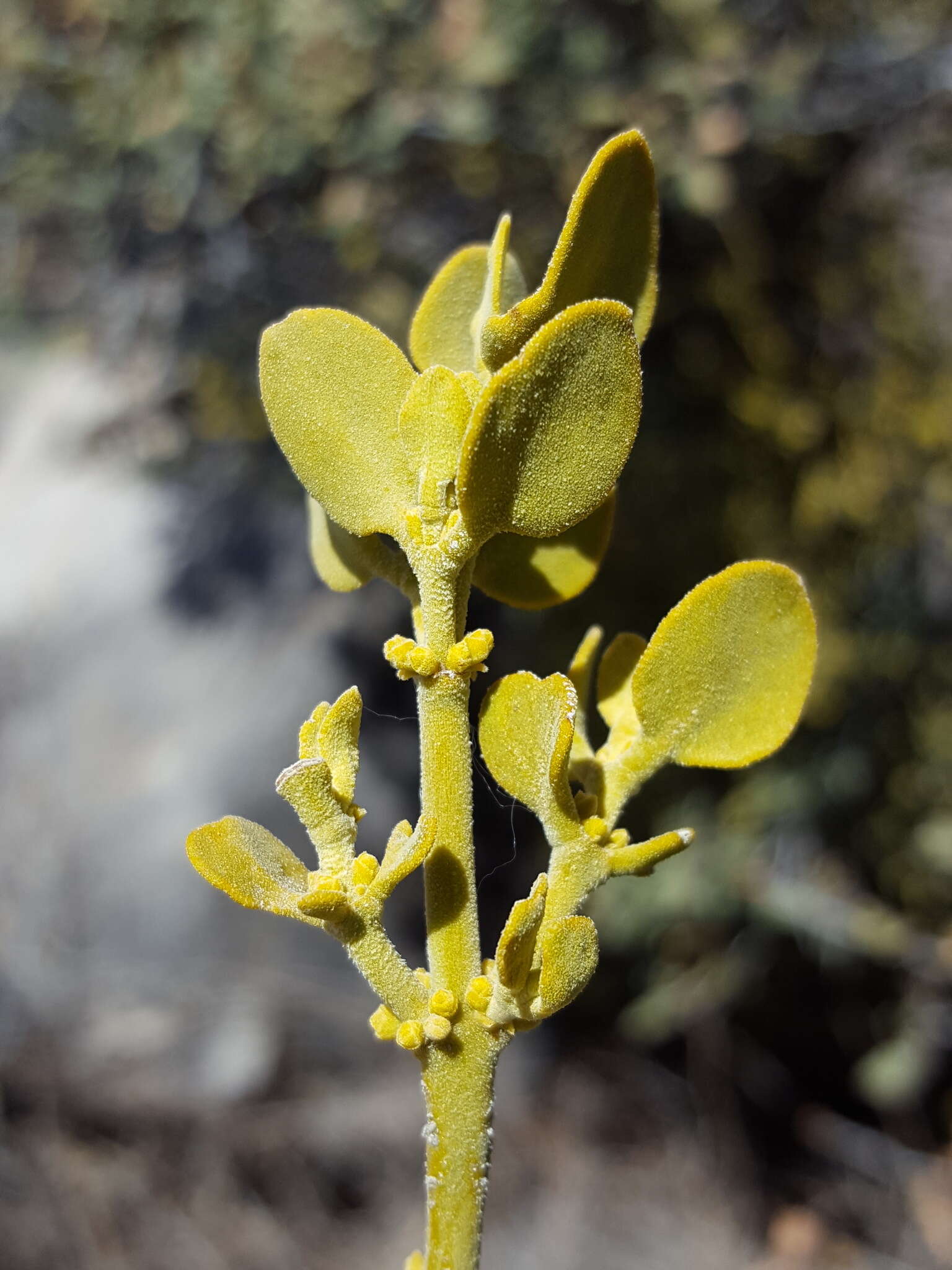 Image of Cory's mistletoe