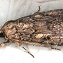 Image of Spodoptera umbraculata Walker 1858