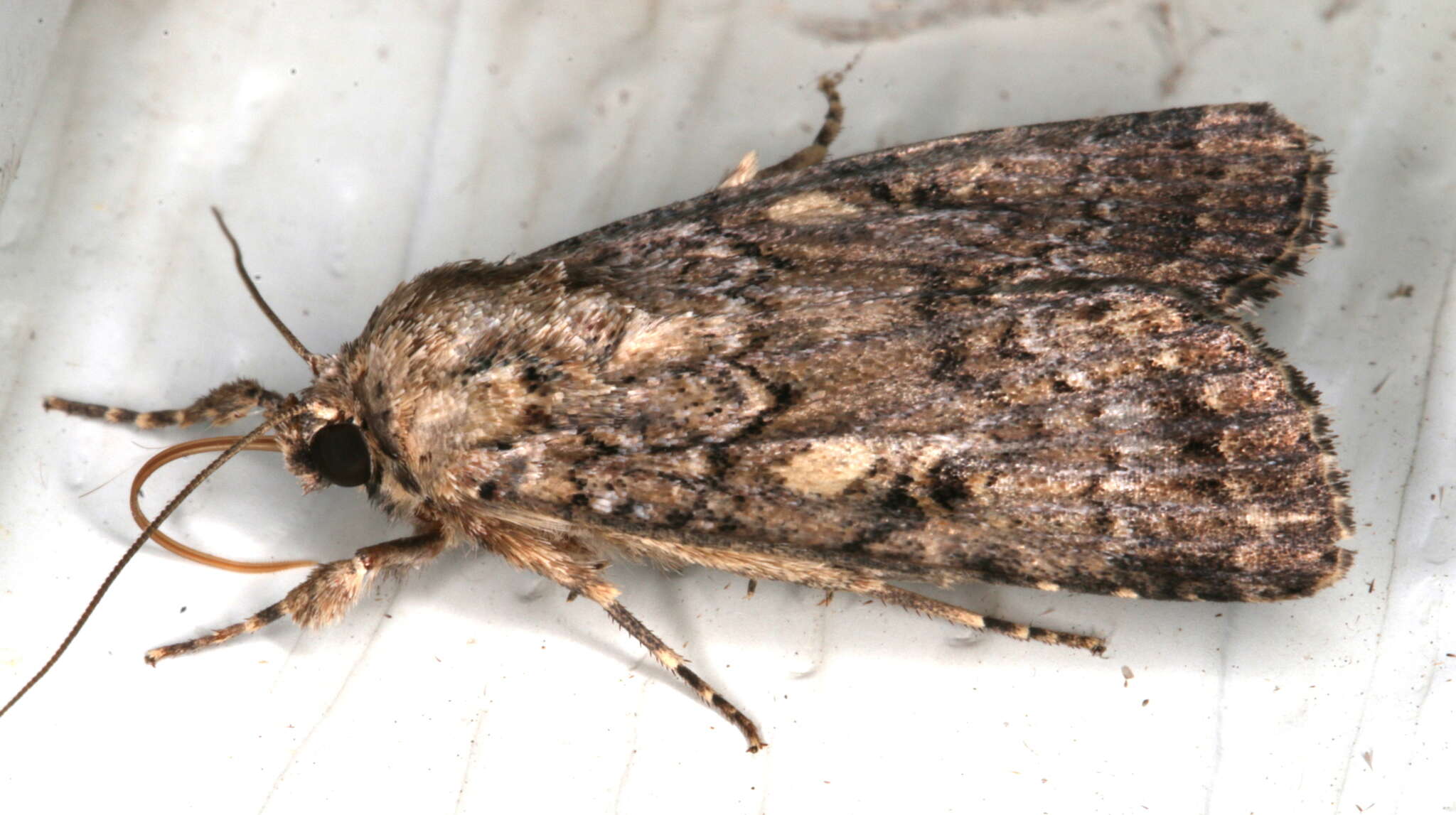 Image of Spodoptera umbraculata Walker 1858