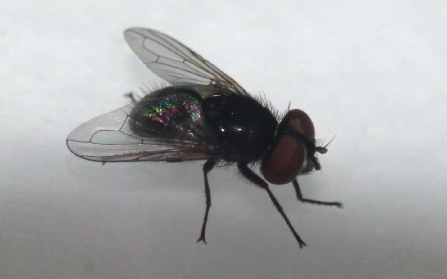 Image of Phasia pusilla Meigen 1824