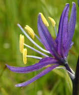 Imagem de Camassia quamash subsp. breviflora Gould