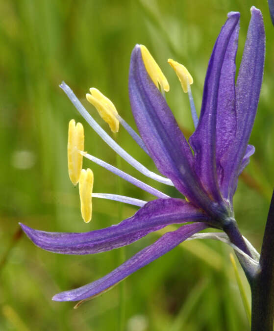 Imagem de Camassia quamash subsp. breviflora Gould