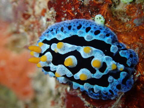 Image of Lumpy black blue orange slug