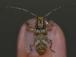 Image of Prosoplus long horned beetle