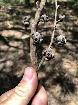 Image of blue-leaf stringybark