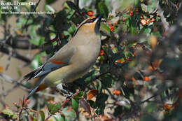 Image of Japanese Waxwing