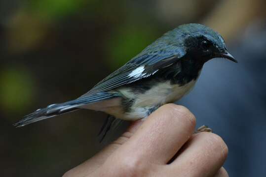 Image of Black-throated Blue Warbler