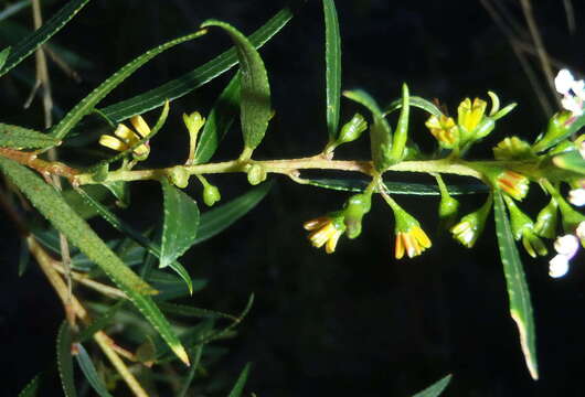 Image of Empleurum unicapsulare (L. fil.) Skeels