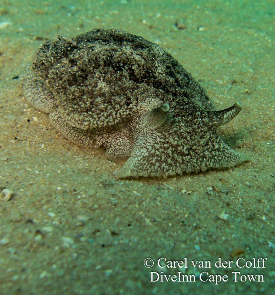 Image of Dwarf warty pleurobranch