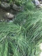 Image de Carex reuteriana subsp. reuteriana