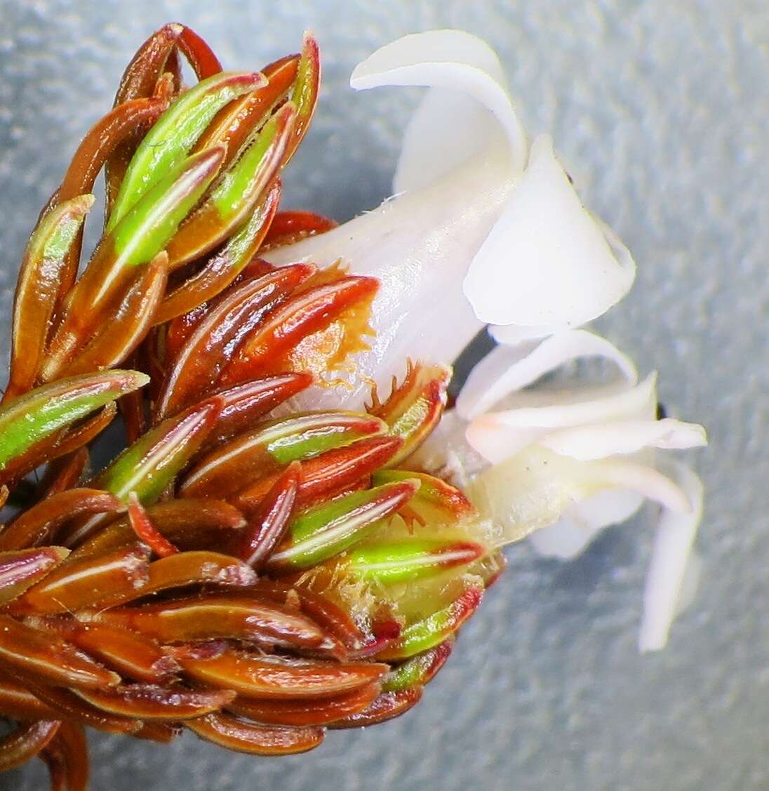 Image of Erica denticulata var. denticulata