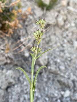 Image of stiffleaf penstemon