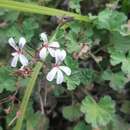 Image of Pelargonium fragrans Willd.