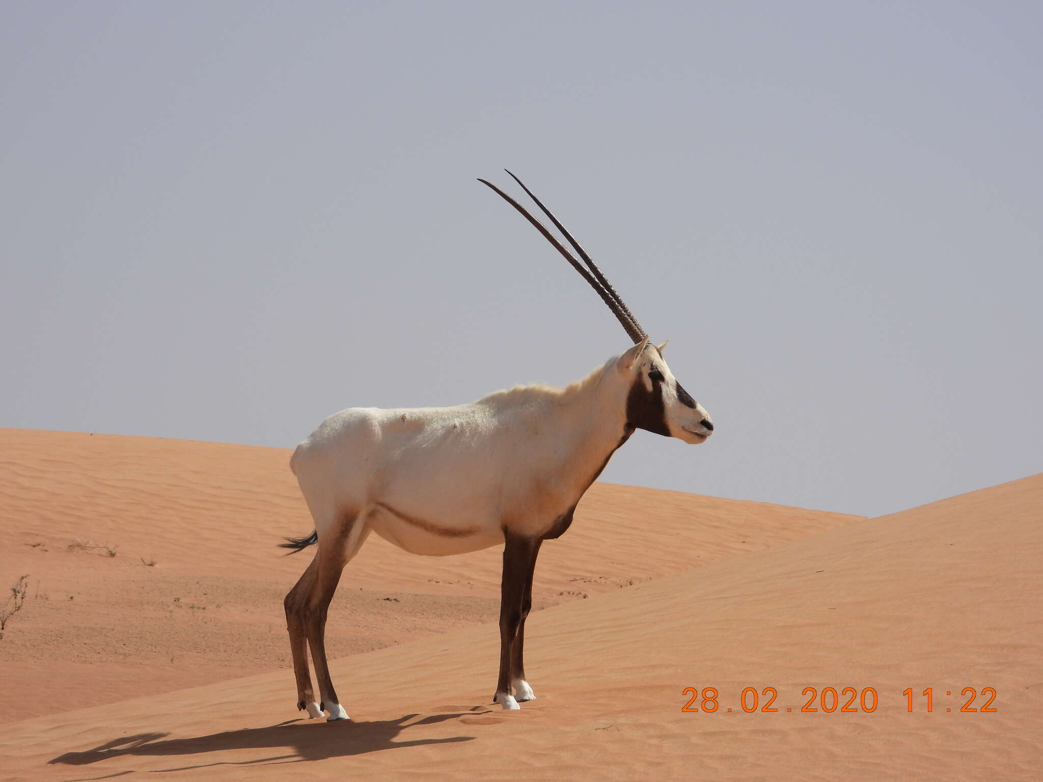 Image of Arabian Oryx