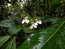 Image of Oeonia rosea Ridl.