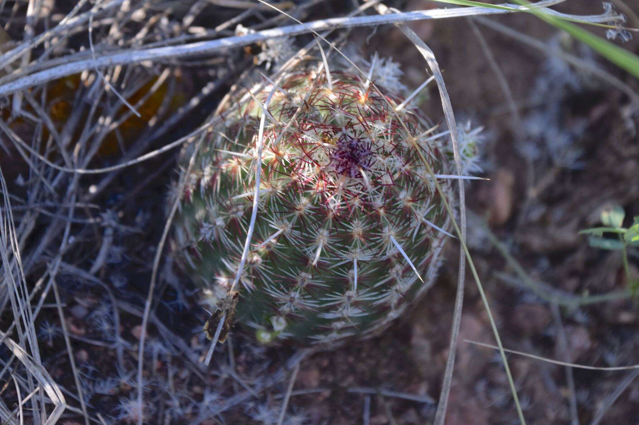 Image de Echinocereus viridiflorus subsp. viridiflorus