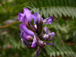 Image of Oxytropis neglecta Ten.