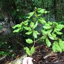 Image de Terminalia costaricensis (Stace) Gere & Boatwr.